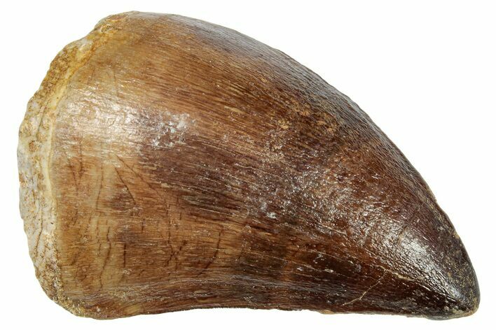 Fossil Mosasaur (Prognathodon) Tooth - Morocco #249641
